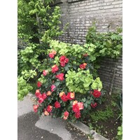 Dr.Jahangir Pharmaceutical & Hygienic Co.