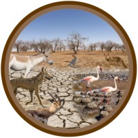 Institute For Desert Ecology And Environmental Research Foundation logo - Similar company to Society For Agriculture And Arid Ecology Research