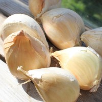 G1 Garlic Farming in Pakistan logo - Similar company to Fruitinn
