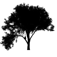 Broom Tree Films logo - Similar company to Summit Art Advisory, Llc