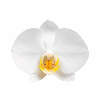 The OrchiDaily logo - Similar company to Mainmoney