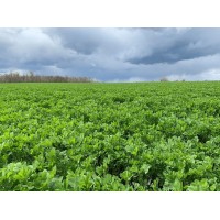 Agri Innovation Hub logo - Similar company to Pace Ng