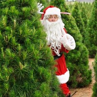Dural Christmas Tree Farm logo - Similar company to Trinity Consolidated Services