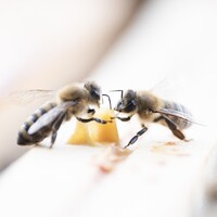 Confidences d'Abeilles nonprofit organization logo - Similar company to Tossit