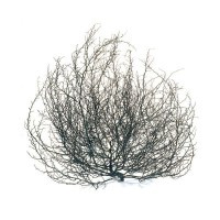 Tumbleweed Events