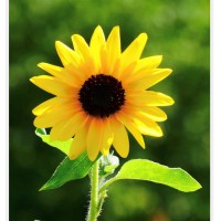 The Garden Cottage logo - Similar company to Garden Creative