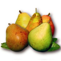 Pear Stairs logo - Similar company to Tkstairs.Com