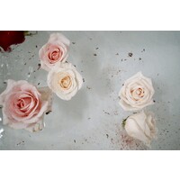 Nourish & Refine logo - Similar company to Split Aces