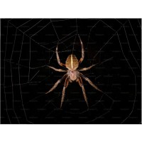 Spider Business IT Consulting (SPDR) logo - Similar company to Comptech Solutions