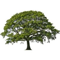 Lime Tree Consulting Limited logo - Similar company to Lean Tree