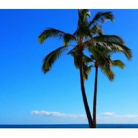 TORREY DEL MAR DENTISTRY logo - Similar company to Mitten Kids Dentistry & Orthodontics