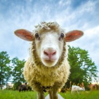 Kallara Station - Tilpa, New South Wales logo - Similar company to J. Underhill - Canadian Wool Agency