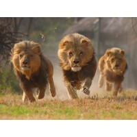 emphisys logo - Similar company to Tecan Technology Development Boston, Inc.