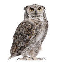 Owl Capital Investments logo - Similar company to Cluster Hotelero Ave 1.0