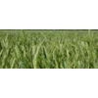 Arrow Seed Co