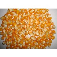 white corn- yellow maize price -white maize for sale logo - Similar company to Nuts City