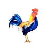 PT Ayam Kampung Primadona