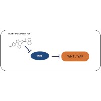 Cell Signaling and Drug Discovery Group (Waaler) logo - Similar company to Odin Therapeutics