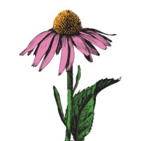 American Botanical Council logo - Similar company to Herbalists Without Borders