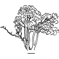 Thorndale logo - Similar company to Enviro Options T/A Enviro Loo