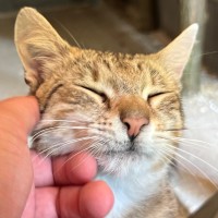 Bubi the Catnip Snickerer logo - Similar company to Scroll Trap