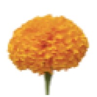 Marigold Consultants AB logo - Similar company to Adylize