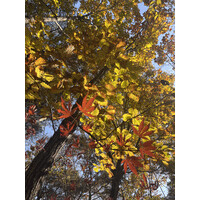 Italian Association of Landscape Architecture logo - Similar company to Assorisorse