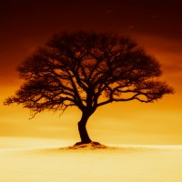 STEMONEF COMMUNITY SUPPORT logo - Similar company to Stemonef Community