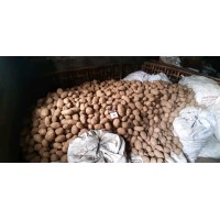Vegetable And Fruit Exportir logo - Similar company to Mid Exportir (Pt. Muda Indah Damai)