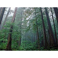 Save The Forests logo - Similar company to Environmental Conferences