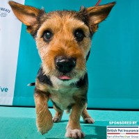 Edition Dog Live logo - Similar company to Natural Science Group