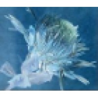 Protea Consult Ltd