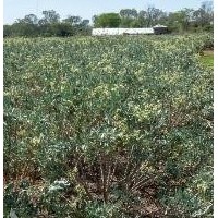 Guayule Kenya Limited logo - Similar company to Planex For Agricultural Supplies Ltd