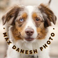 Max Danesh Photo