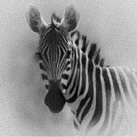 Zebras International logo - Similar company to Zebras.Mx