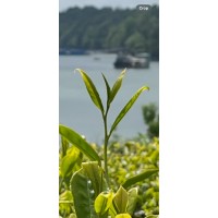 ChatTea Chap logo - Similar company to Citea