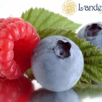 Arándanos L’Andecha Praviana S.L. logo - Similar company to Open Call S.A.