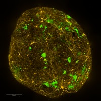 The Neuro's EDDU (Early Drug Discovery Unit) logo - Similar company to Mcgill Regenerative Medicine Network