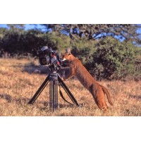 Caracal Reports Inc