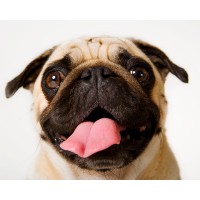 Unique Pets logo - Similar company to Tullo