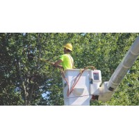 Trees WA - Tree Cutting, Removal, Lopping, Pruning & More logo - Similar company to Cutting Edge Tree Professionals