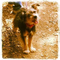 Dog Walking Business For Sale logo - Similar company to Dog Walking Lisbon