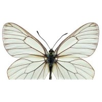 The Absent Butterfly