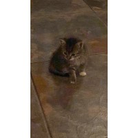 Mirko logo - Similar company to Ora Et Labora