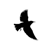Starling Audio