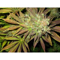 Florida Hemp LLC logo - Similar company to The Florida Hemp Council