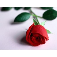 IWEIYI.com Flowers and Gifts Delivery in China logo - Similar company to Arborsys Gmbh