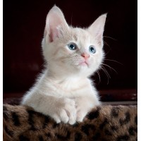 Cat and Dog Lovers logo - Similar company to Long Dog Fat Cat