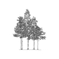 Linden Grove Llc