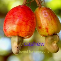 cashew nut logo - Similar company to Cashew Nut Processing Machine - Lfm